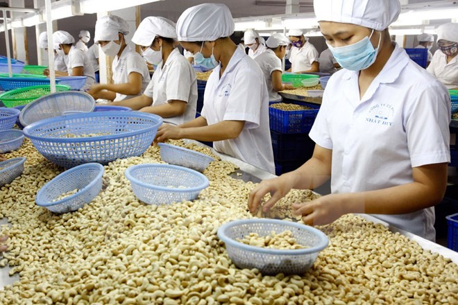 Mengembangkan secara berkesinambungan brand kacang mete provinsi Binh Phuoc” - ảnh 1