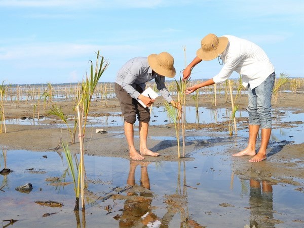 Vietnam berinisiatif dan aktif ikut serta dalam kerjasama ASEAN tentang lingkungan hidup - ảnh 1