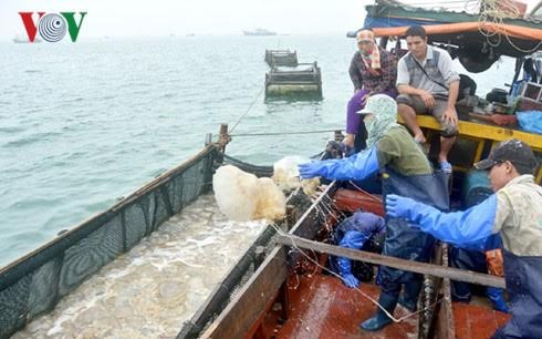 Pekerjaan memanfaatkan ubur-ubur di kabupaten Co To, provinsi Quang Ninh - ảnh 1