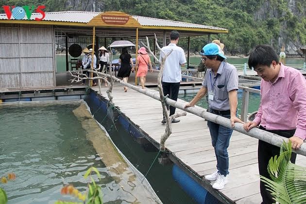 Kaum nelayan di teluk Ha Long: Mengusahakan mata pencaharian berkat hidup secara harmonis dengan laut - ảnh 1