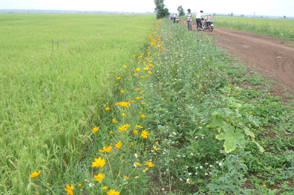 Pola “Sawah padi, pematangnya ditanami bunga  turut melakukan produksi pertanian secara berkesinambungan - ảnh 1