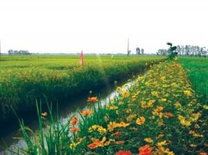 Pola “Sawah padi, pematangnya ditanami bunga  turut melakukan produksi pertanian secara berkesinambungan - ảnh 2