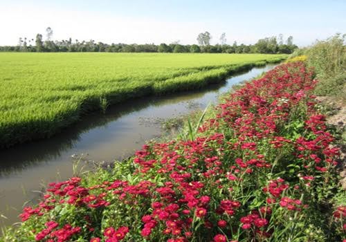 Pola “Sawah padi, pematangnya ditanami bunga  turut melakukan produksi pertanian secara berkesinambungan - ảnh 3