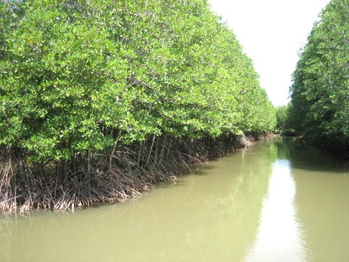 Bergotong-royong mengelola hutan air asin, turut memperkokoh “perisai” hijau di pantai - ảnh 1