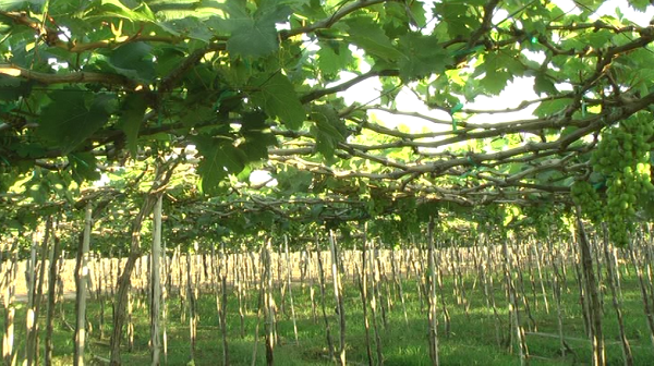 Provinsi Ninh Thuan mengembangkan pola Pesawahan Besar yang mengaitkan penanaman pohon anggur dengan pengembangan pariwisata - ảnh 1