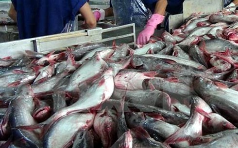 AS akan segera melakukan inspeksi terhadap program pengontrolan ikan tanpa sisik Vietnam - ảnh 1