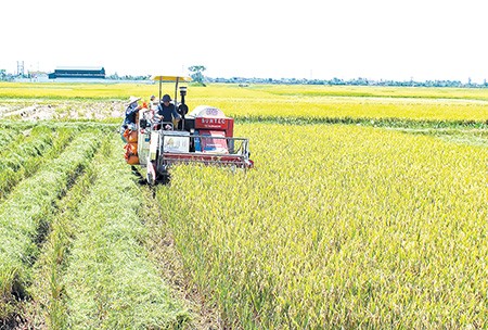 Provinsi Thai Binh mengembangkan ekonomi pertanian - ảnh 1