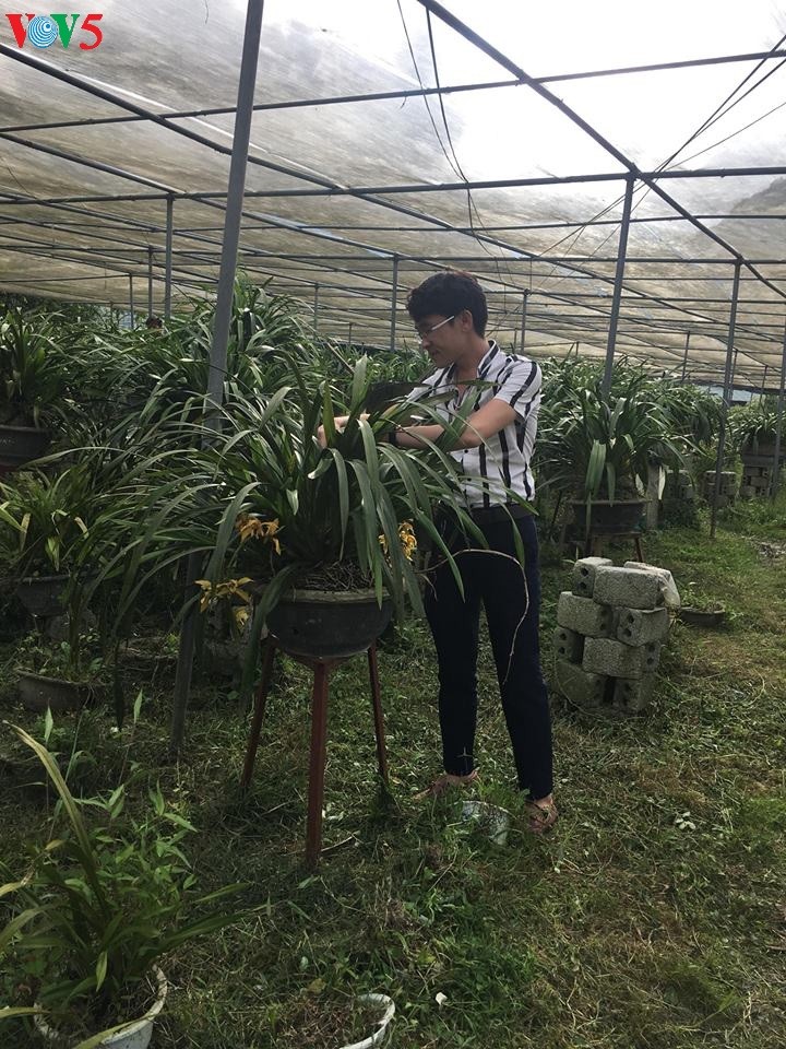 Penanaman pohon bunga anggrek tanah membantu warga Kecamatan Ta Phin lepas dari kemiskinan - ảnh 1