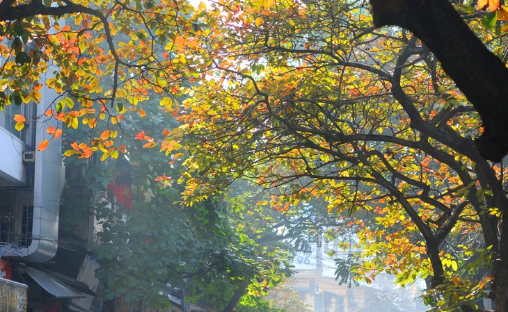 Warna musim gugur Kota Ha Noi - ảnh 4
