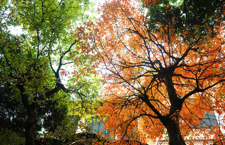 Warna musim gugur Kota Ha Noi - ảnh 6
