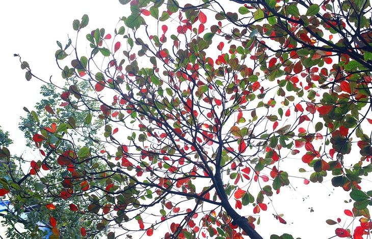 Warna musim gugur Kota Ha Noi - ảnh 9
