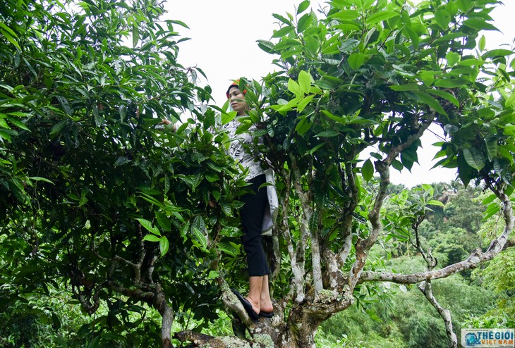 Kecamatan Cao Bo mengembangkan usaha menanam pohon teh Shan tuyet - ảnh 1