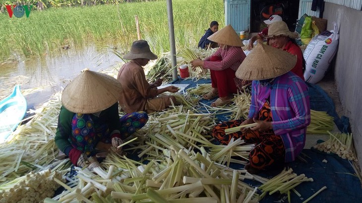 Para petani di daerah penyangga di Hutan U Minh Ha membudi-dayakan tanaman lembang untuk meningkatkan perekonomian - ảnh 2
