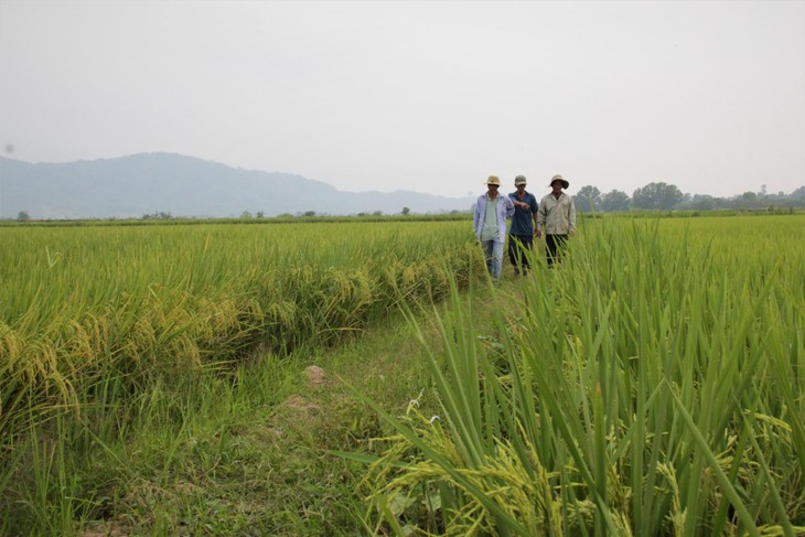 Provinsi Dak Lak Laksanakan Rantai Konektivitas untuk Tingkatkan Nilai Produk Pertanian - ảnh 1