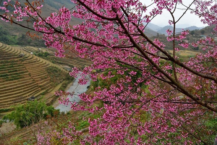 Bunga “To Day”  Membawa Warna Musim Semi ke Pegunungan Mu Cang Chai - ảnh 10