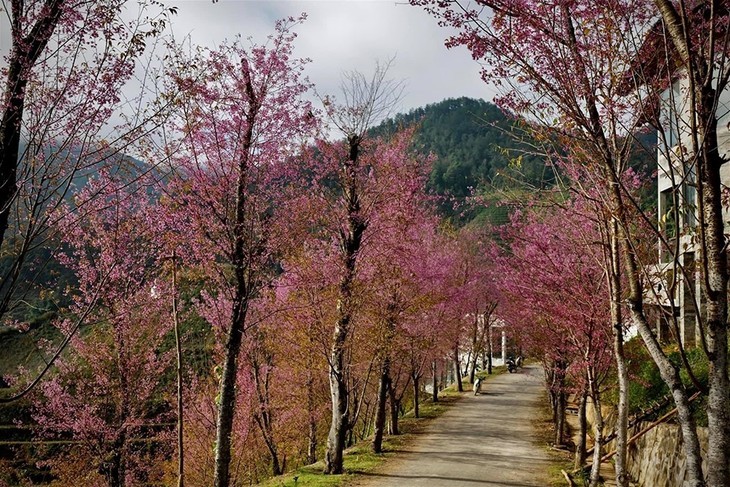 Bunga “To Day”  Membawa Warna Musim Semi ke Pegunungan Mu Cang Chai - ảnh 11