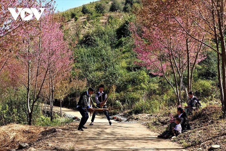 Bunga “To Day”  Membawa Warna Musim Semi ke Pegunungan Mu Cang Chai - ảnh 12