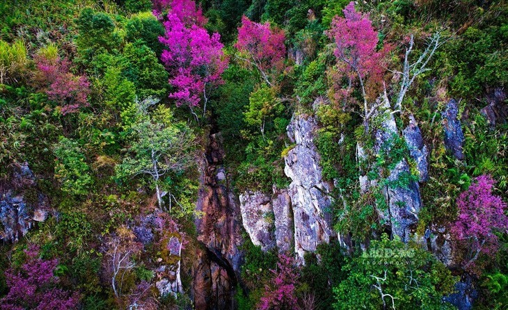 Bunga “To Day”  Membawa Warna Musim Semi ke Pegunungan Mu Cang Chai - ảnh 7
