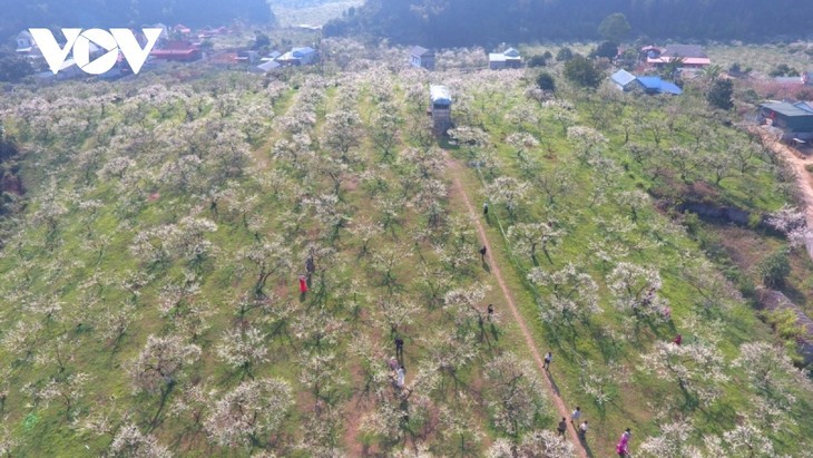 Bunga Plum Putih di Daerah Dataran Tinggi Moc Chau Yang Memesonakan Hati Orang - ảnh 1