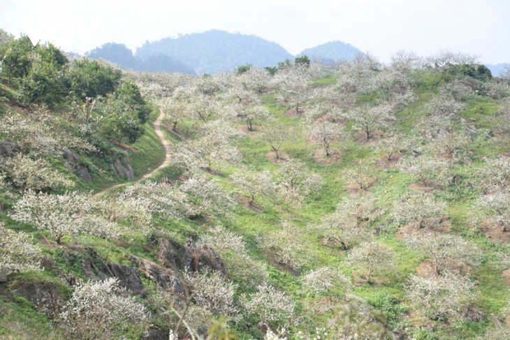 Bunga Plum Putih di Daerah Dataran Tinggi Moc Chau Yang Memesonakan Hati Orang - ảnh 8