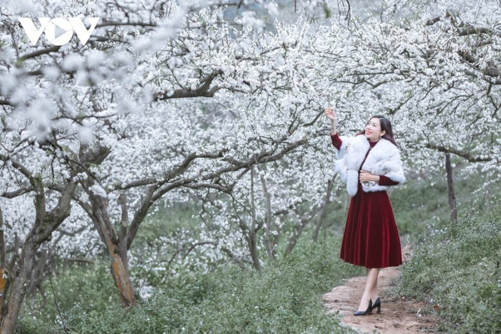 Bunga Plum Putih di Daerah Dataran Tinggi Moc Chau Yang Memesonakan Hati Orang - ảnh 11
