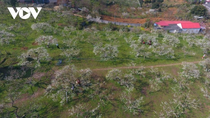 Bunga Plum Putih di Daerah Dataran Tinggi Moc Chau Yang Memesonakan Hati Orang - ảnh 13
