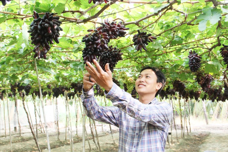Provinsi Ninh Thuan Kembangkan Varietas Anggur Baru NH04-102 - ảnh 1