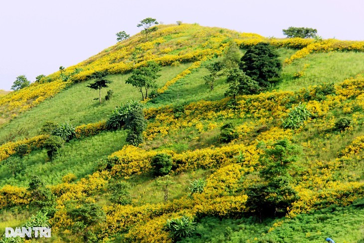 Bunga Kipait Berwarna-warni di Gunung Berapi Chu Dang Ya - ảnh 7