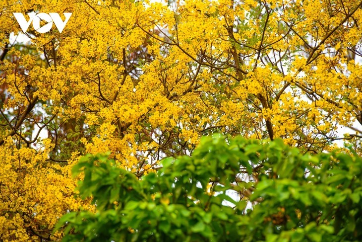 Memandangi Bunga Unik yang Menutupi Sudut Semenanjung Son Tra dengan Warna Kuning - ảnh 3