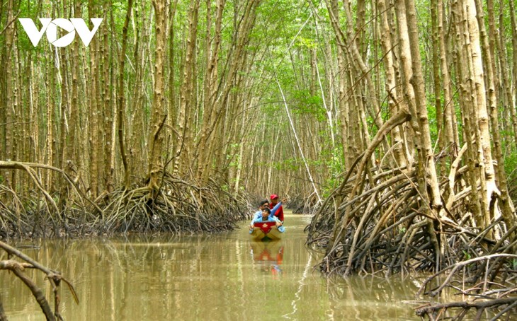 Warga Propinsi Ca Mau Berkembang secara Berkelanjutan Berdasarkan Pada Hutan - ảnh 1