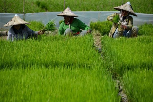 Indonesia to expand farm estates by 10 times of Singapore’s size - ảnh 1