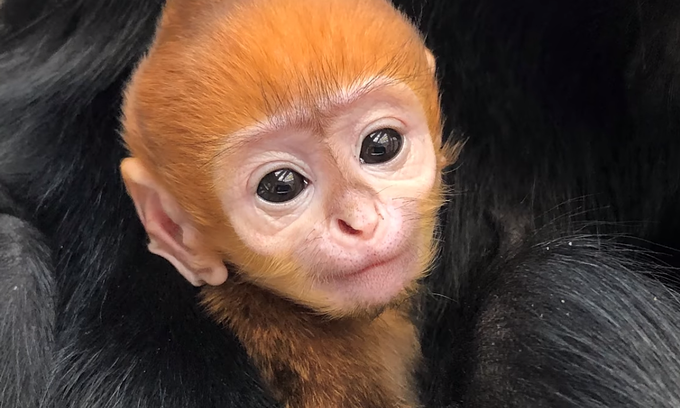 US zoo gives endangered baby langur Vietnamese name - ảnh 1