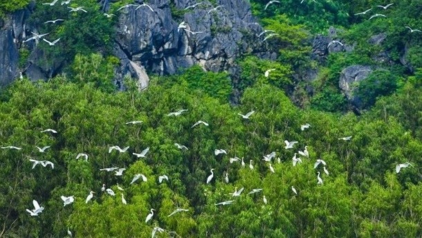Vietnam promotes cooperation on nature preservation with WWF - ảnh 1