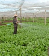 Деревня по выращиванию овощей Тхюи Линь - ảnh 3