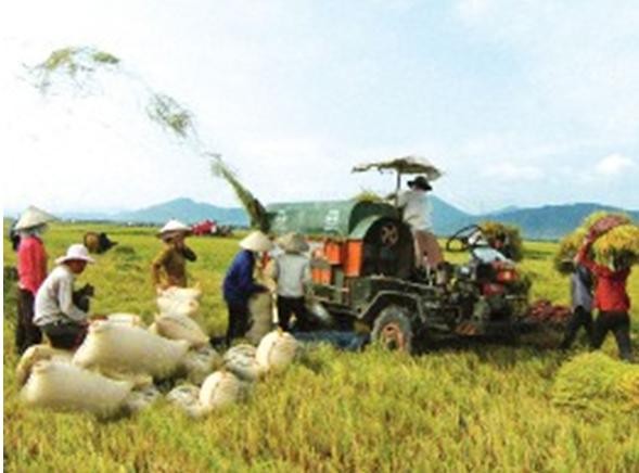 Повышение качества сельскохозяйственной продукции Вьетнама - ảnh 1