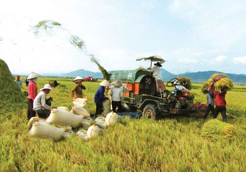 Оптимальный прирост сельского хозяйства Вьетнама в первом квартале 2012 года - ảnh 1