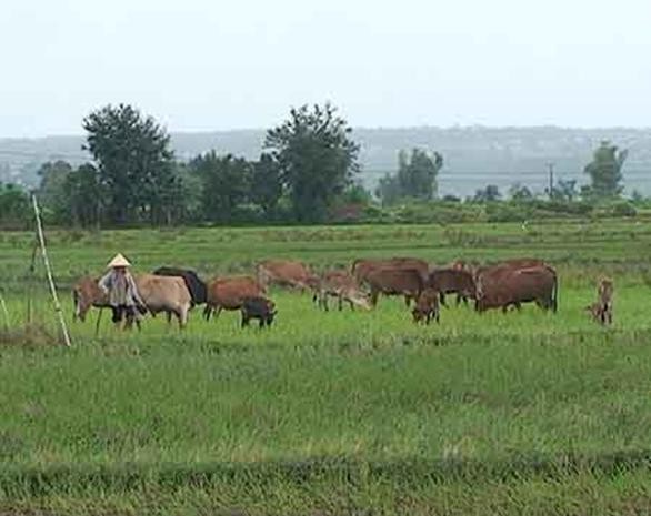Новая модель разведения коров помогает крестьянам Жалая выйти из бедности - ảnh 1