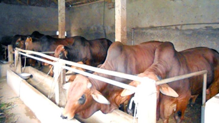 Новая модель разведения коров помогает крестьянам Жалая выйти из бедности - ảnh 2