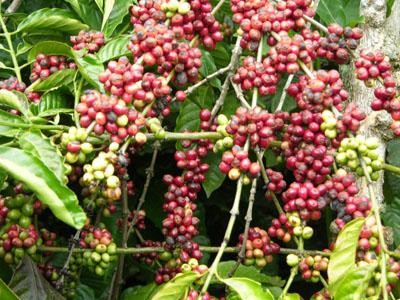 Вьетнамский кофе будет продаваться под защитой бренда в Тайланде - ảnh 1