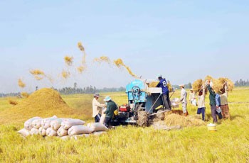 Сельское хозяйство – главная опора вьетнамской экономики в 2012 году - ảnh 1