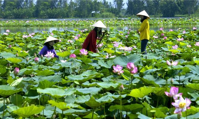Туристическая поездка по дельте реки Меконг в сезон поднимающейся воды - ảnh 3