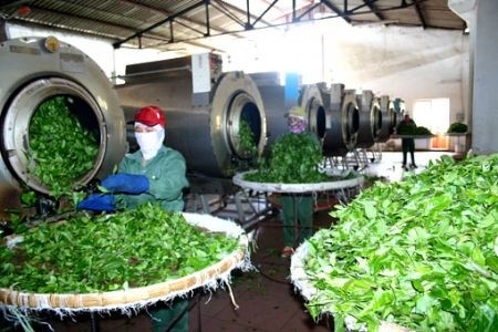 Чайная отрасль Вьетнама приложит усилия для повышения качества своей продукции - ảnh 1