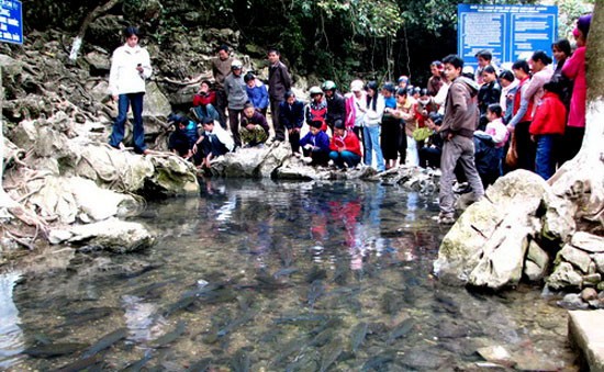 В провинции Тханьхоа проходит весенний праздник шествия с волшебной рыбой - ảnh 1