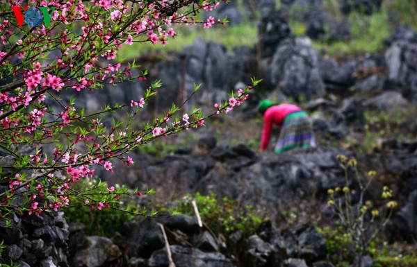 Весенние цветы на каменном плоскогоре Донгван - ảnh 1
