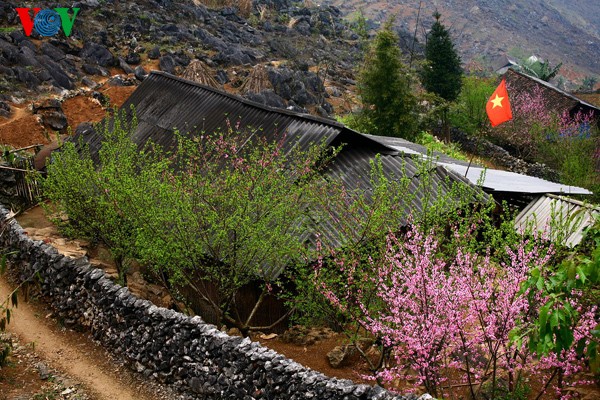 Весенние цветы на каменном плоскогоре Донгван - ảnh 2