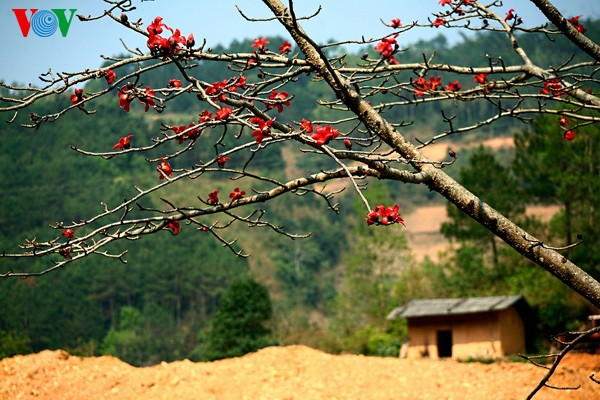 Весенние цветы на каменном плоскогоре Донгван - ảnh 9