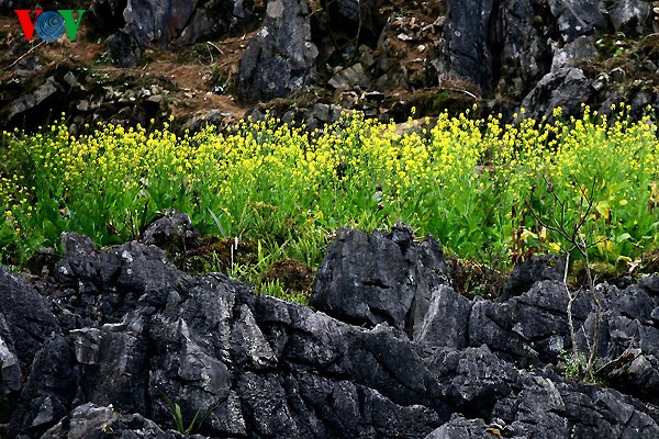 Весенние цветы на каменном плоскогоре Донгван - ảnh 11