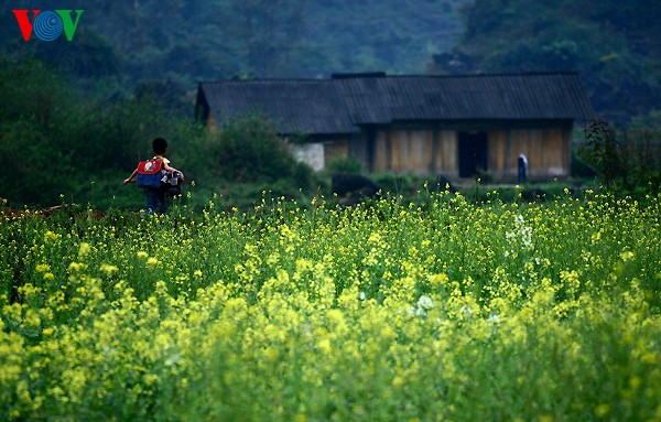 Весенние цветы на каменном плоскогоре Донгван - ảnh 12