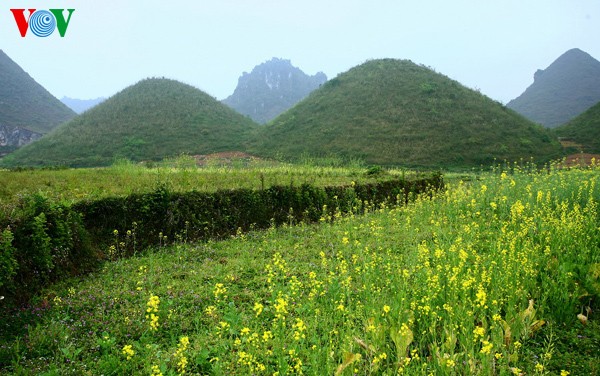 Весенние цветы на каменном плоскогоре Донгван - ảnh 13
