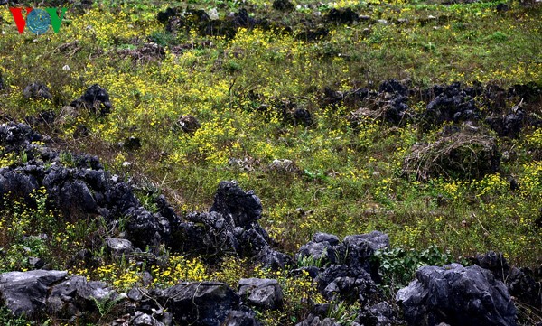 Весенние цветы на каменном плоскогоре Донгван - ảnh 15